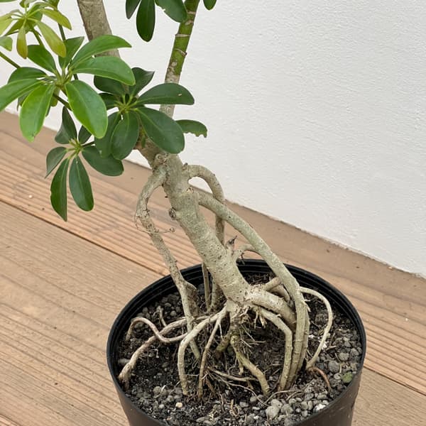 シェフレラ：コンパクタ（根上り）　6号鉢植え*