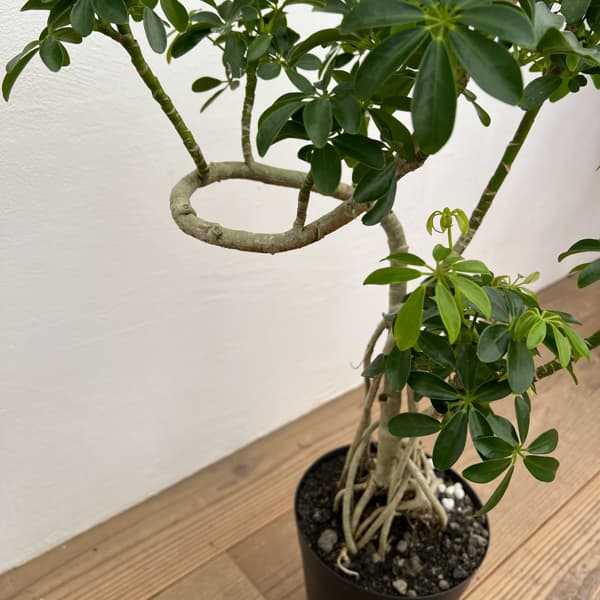 シェフレラ：コンパクタ（根上り）　6号鉢植え*