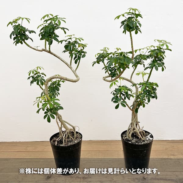 シェフレラ：コンパクタ（根上り）　6号鉢植え*