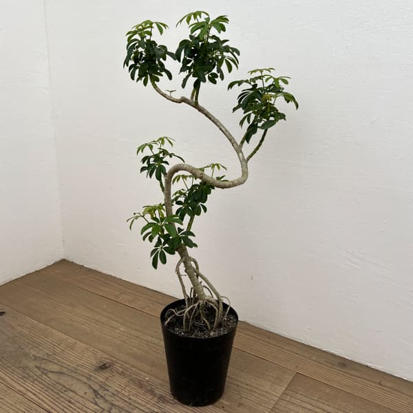 シェフレラ：コンパクタ（根上り）　6号鉢植え*