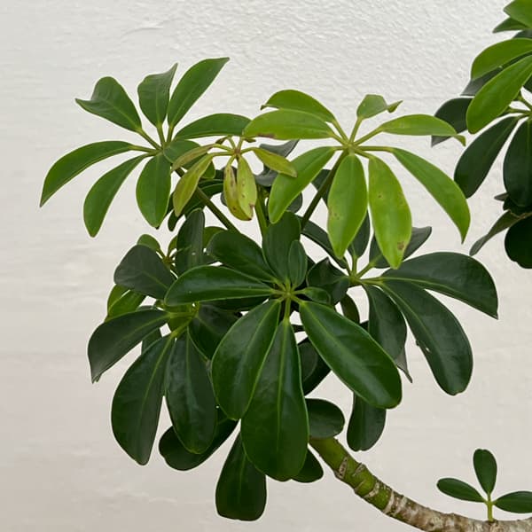 シェフレラ：コンパクタ（根上り）　6号鉢植え*