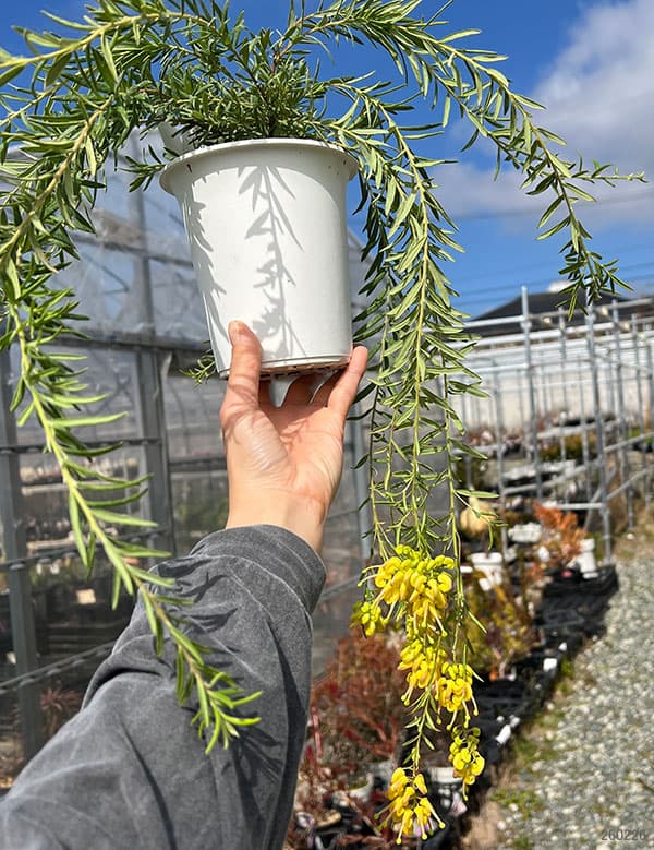 グレビレア：イエロードロップ（シダレ仕立て）4号鉢植え