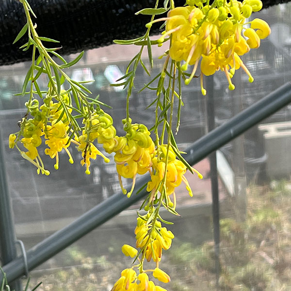 グレビレア：イエロードロップ（シダレ仕立て）4号鉢植え