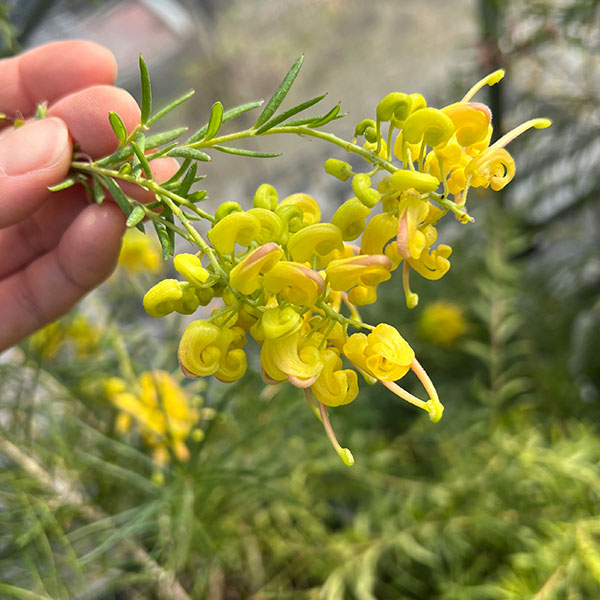 グレビレア：イエロードロップ（シダレ仕立て）4号鉢植え