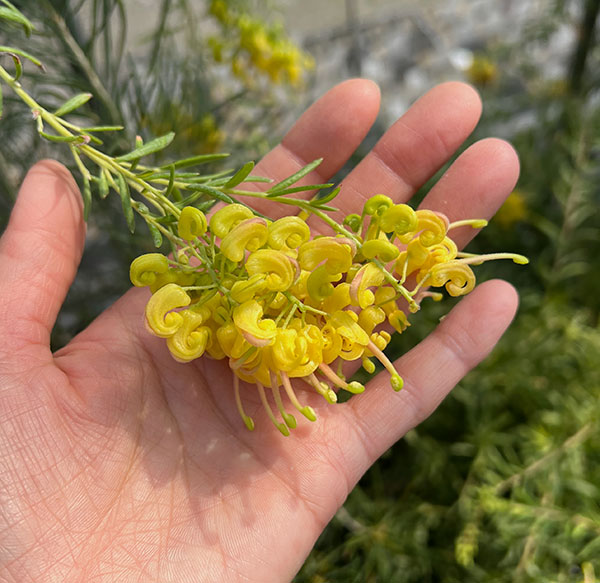 グレビレア：イエロードロップ（シダレ仕立て）4号鉢植え