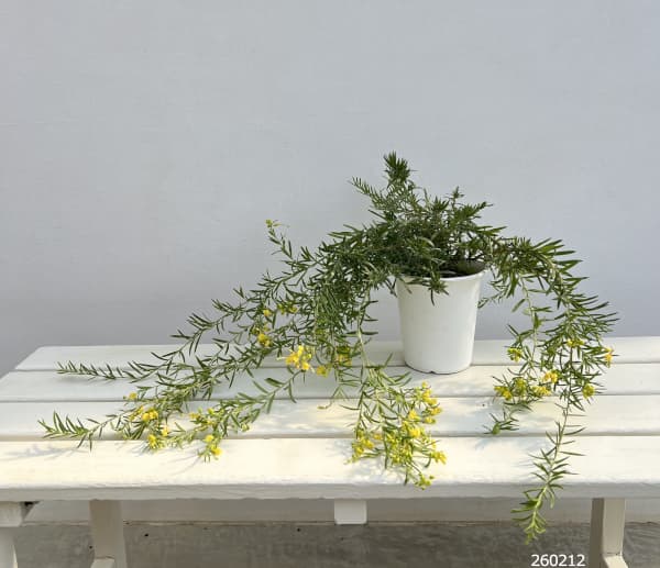 グレビレア：イエロードロップ（シダレ仕立て）4号鉢植え