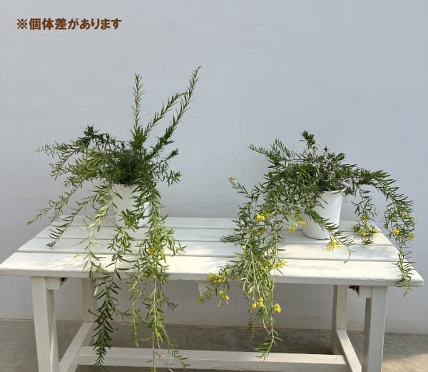 グレビレア：イエロードロップ（シダレ仕立て）4号鉢植え