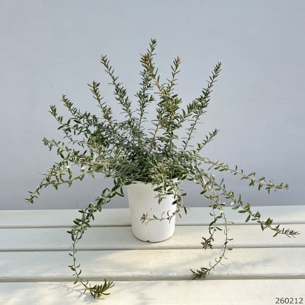 グレビレア：ジェリーベイビー4号鉢植え