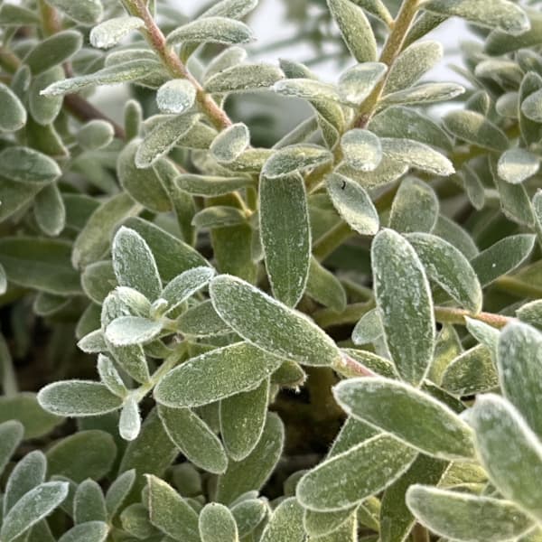 グレビレア：ジェリーベイビー4号鉢植え