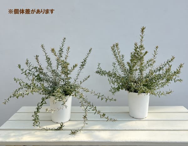 グレビレア：ジェリーベイビー4号鉢植え