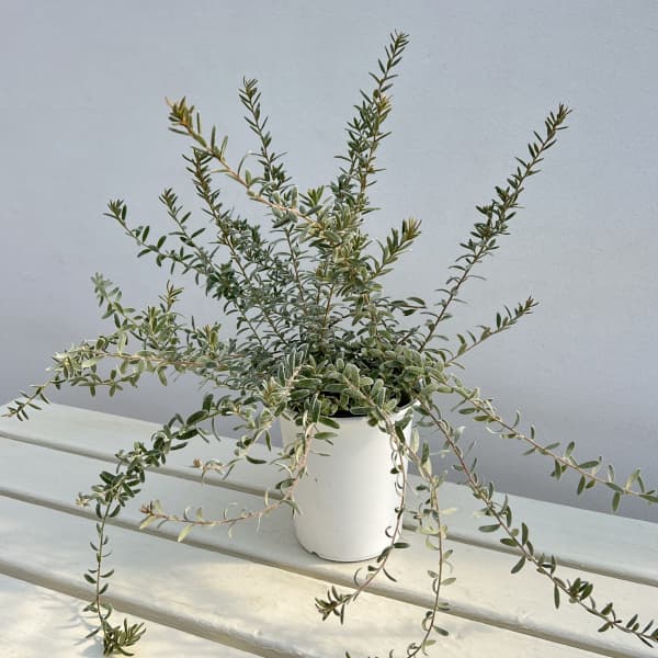 グレビレア：ジェリーベイビー4号鉢植え