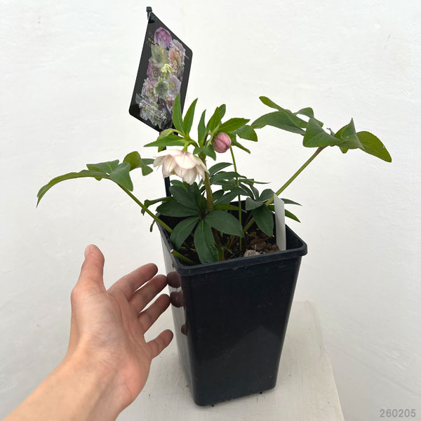 クリスマスローズ：セレクトダブル26-40／1.5Lポット【現品販売】