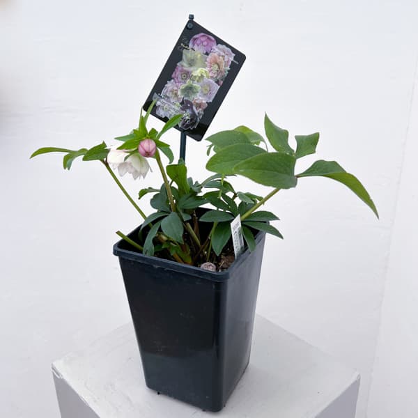 クリスマスローズ：セレクトダブル26-40／1.5Lポット【現品販売】（開花終了株）