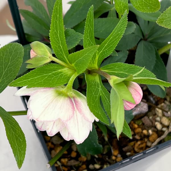 クリスマスローズ：セレクトダブル26-40／1.5Lポット【現品販売】（開花終了株）