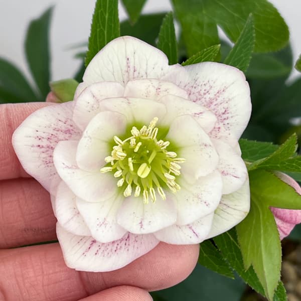 クリスマスローズ：セレクトダブル26-40／1.5Lポット【現品販売】（開花終了株）