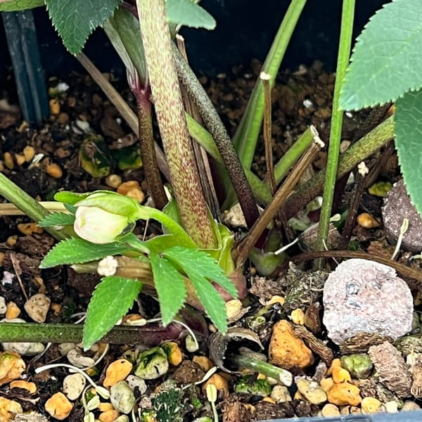 クリスマスローズ：セレクトダブル26-40／1.5Lポット【現品販売】（開花終了株）