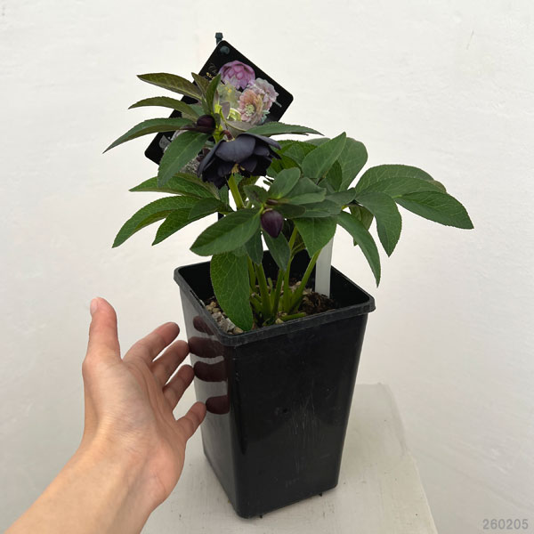 クリスマスローズ：セレクトダブル26-41／1.5Lポット【現品販売】