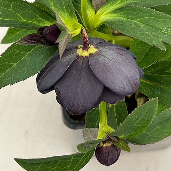 クリスマスローズ：セレクトダブル26-41／1.5Lポット【現品販売】