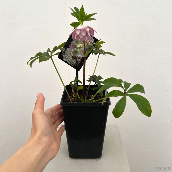 クリスマスローズ：セレクトダブル26-42／1.5Lポット【現品販売】