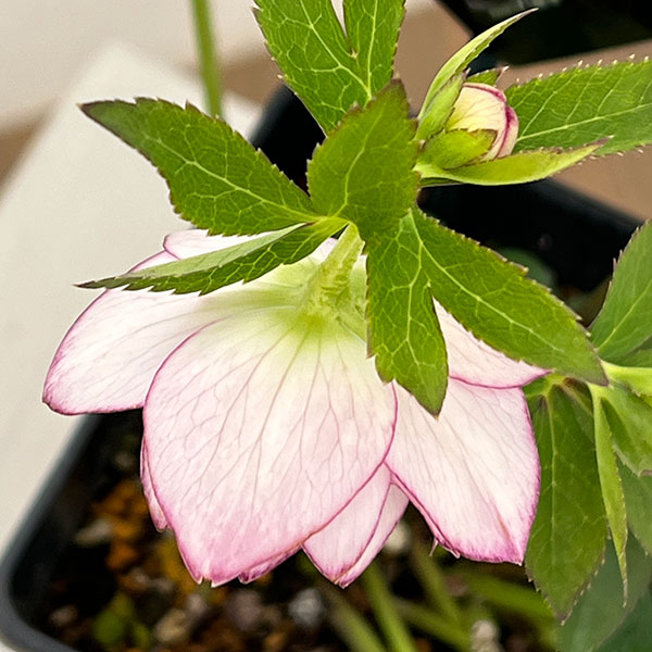 クリスマスローズ：セレクトダブル26-42／1.5Lポット【現品販売】（開花～咲き進み株）