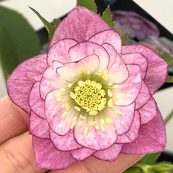 クリスマスローズ：セレクトダブル26-42／1.5Lポット【現品販売】（開花～咲き進み株）