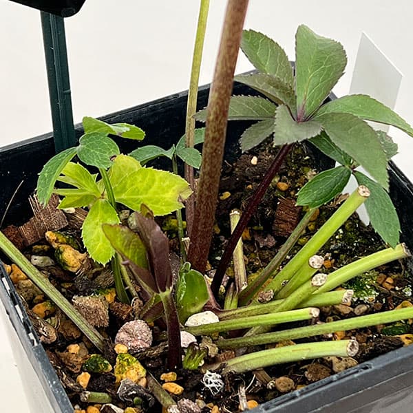 クリスマスローズ：セレクトダブル26-42／1.5Lポット【現品販売】（開花～咲き進み株）