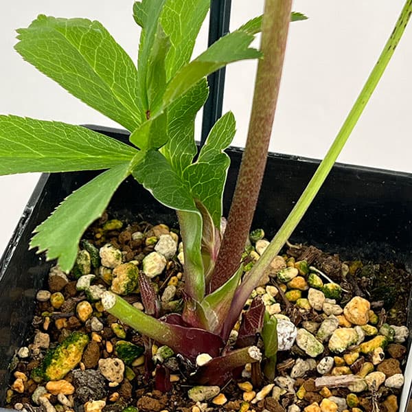 クリスマスローズ：セレクトダブル26-43／1.5Lポット【現品販売】（開花～咲き進み株）