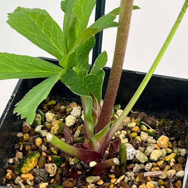 クリスマスローズ：セレクトダブル26-43／1.5Lポット【現品販売】（開花終了株）