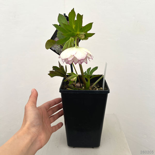 クリスマスローズ：セレクトダブル26-44／1.5Lポット【現品販売】