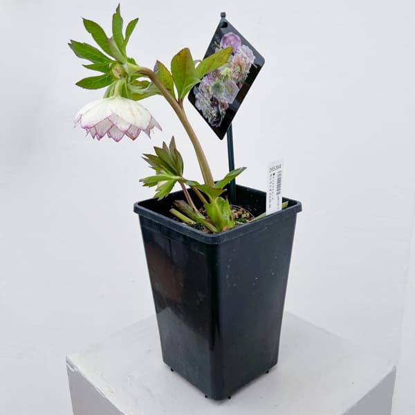 クリスマスローズ：セレクトダブル26-44／1.5Lポット【現品販売】（開花終了株）