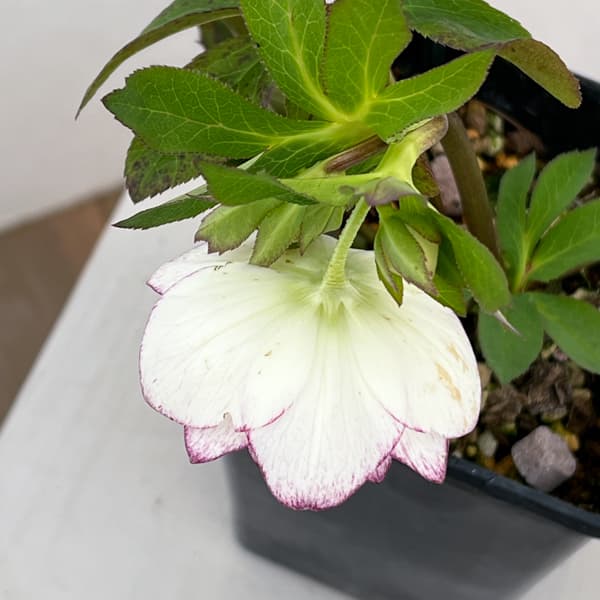 クリスマスローズ：セレクトダブル26-44／1.5Lポット【現品販売】（開花終了株）