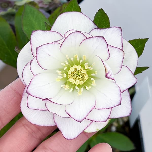 クリスマスローズ：セレクトダブル26-44／1.5Lポット【現品販売】（開花終了株）