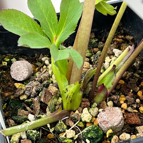 クリスマスローズ：セレクトダブル26-44／1.5Lポット【現品販売】（開花終了株）