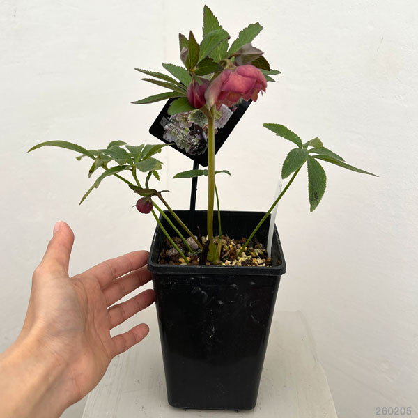 クリスマスローズ：セレクトダブル26-45／1.5Lポット【現品販売】