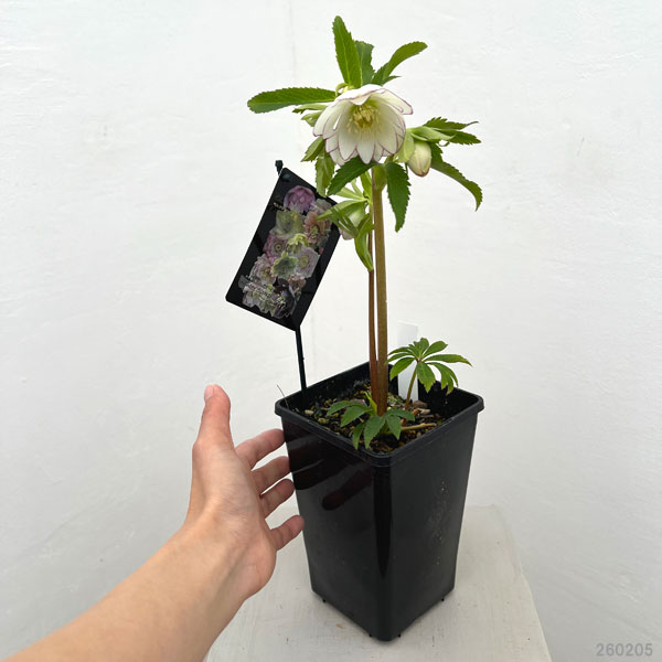 クリスマスローズ：セレクトダブル26-46／1.5Lポット【現品販売】