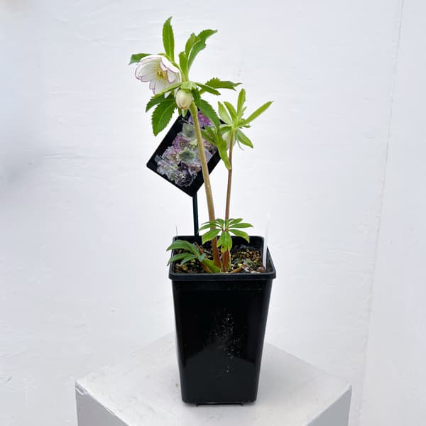 クリスマスローズ:セレクトダブル26-46/1.5Lポット【現品販売】(開花終了株)