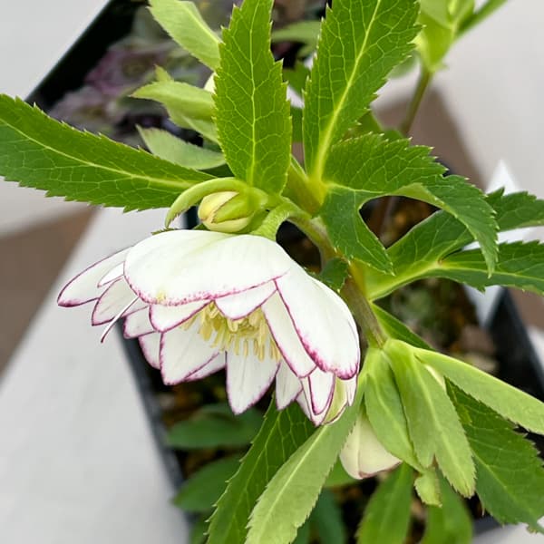 クリスマスローズ:セレクトダブル26-46/1.5Lポット【現品販売】(開花終了株)