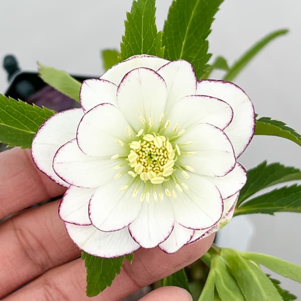 クリスマスローズ:セレクトダブル26-46/1.5Lポット【現品販売】(開花終了株)