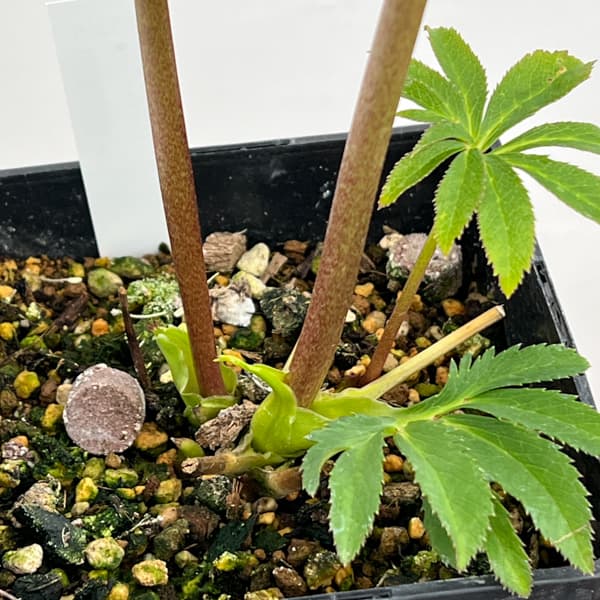 クリスマスローズ:セレクトダブル26-46/1.5Lポット【現品販売】(開花終了株)