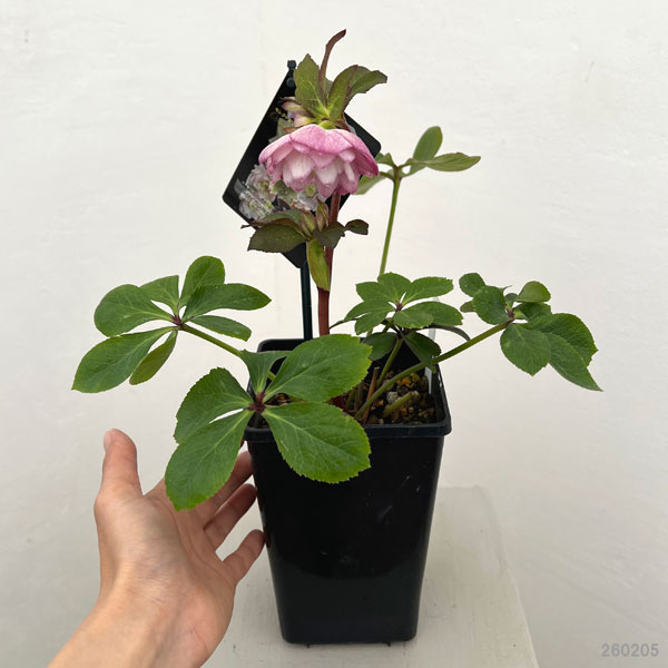 クリスマスローズ：セレクトダブル26-47／1.5Lポット【現品販売】