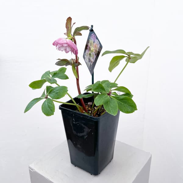 クリスマスローズ：セレクトダブル26-47／1.5Lポット【現品販売】（開花終了株）