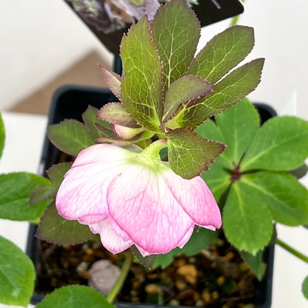 クリスマスローズ：セレクトダブル26-47／1.5Lポット【現品販売】（開花終了株）