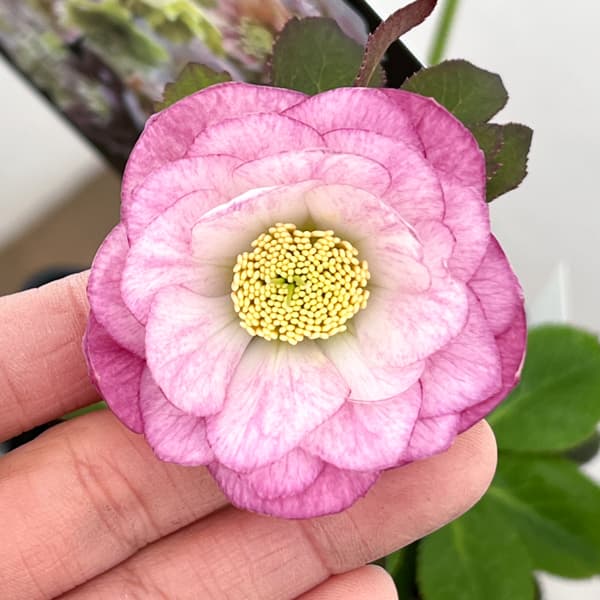 クリスマスローズ：セレクトダブル26-47／1.5Lポット【現品販売】（開花終了株）