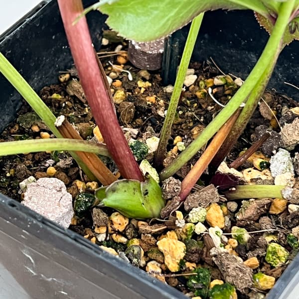 クリスマスローズ：セレクトダブル26-47／1.5Lポット【現品販売】（開花終了株）