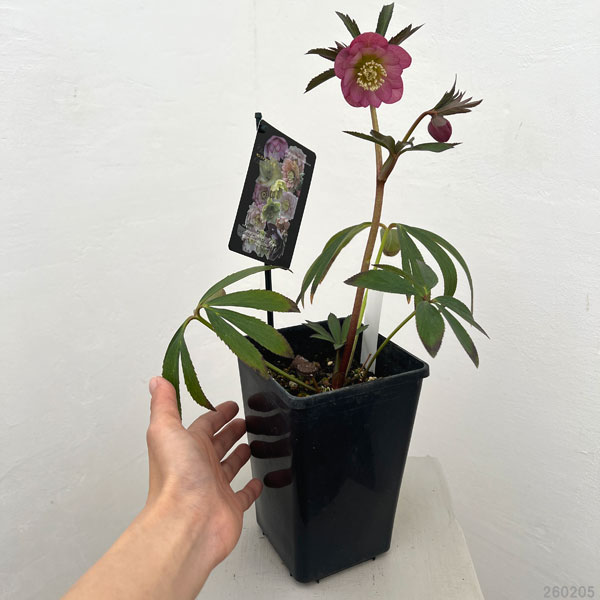 クリスマスローズ：セレクトダブル26-48／1.5Lポット【現品販売】