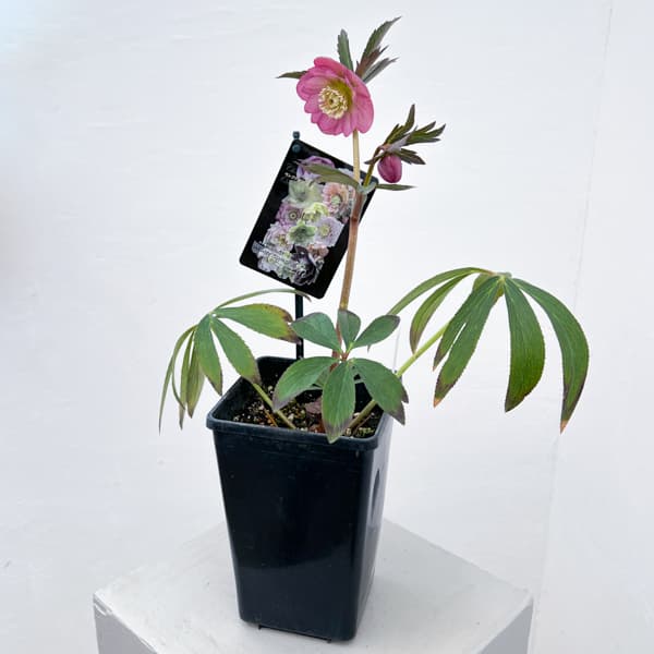 クリスマスローズ：セレクトダブル26-48／1.5Lポット【現品販売】（開花終了株）