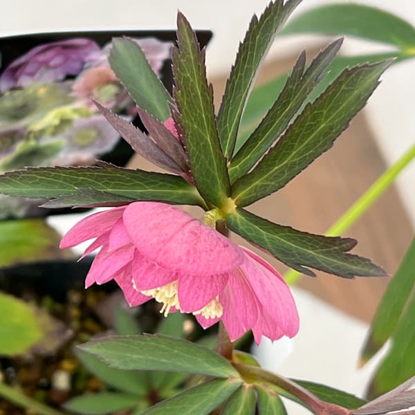 クリスマスローズ：セレクトダブル26-48／1.5Lポット【現品販売】（開花終了株）