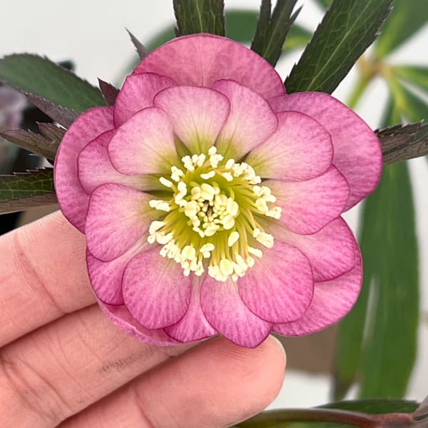 クリスマスローズ：セレクトダブル26-48／1.5Lポット【現品販売】（開花終了株）