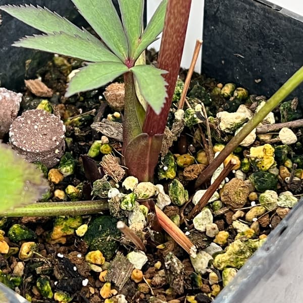 クリスマスローズ：セレクトダブル26-48／1.5Lポット【現品販売】（開花終了株）