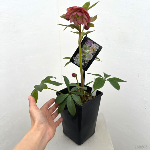 クリスマスローズ：セレクトダブル26-49／1.5Lポット【現品販売】